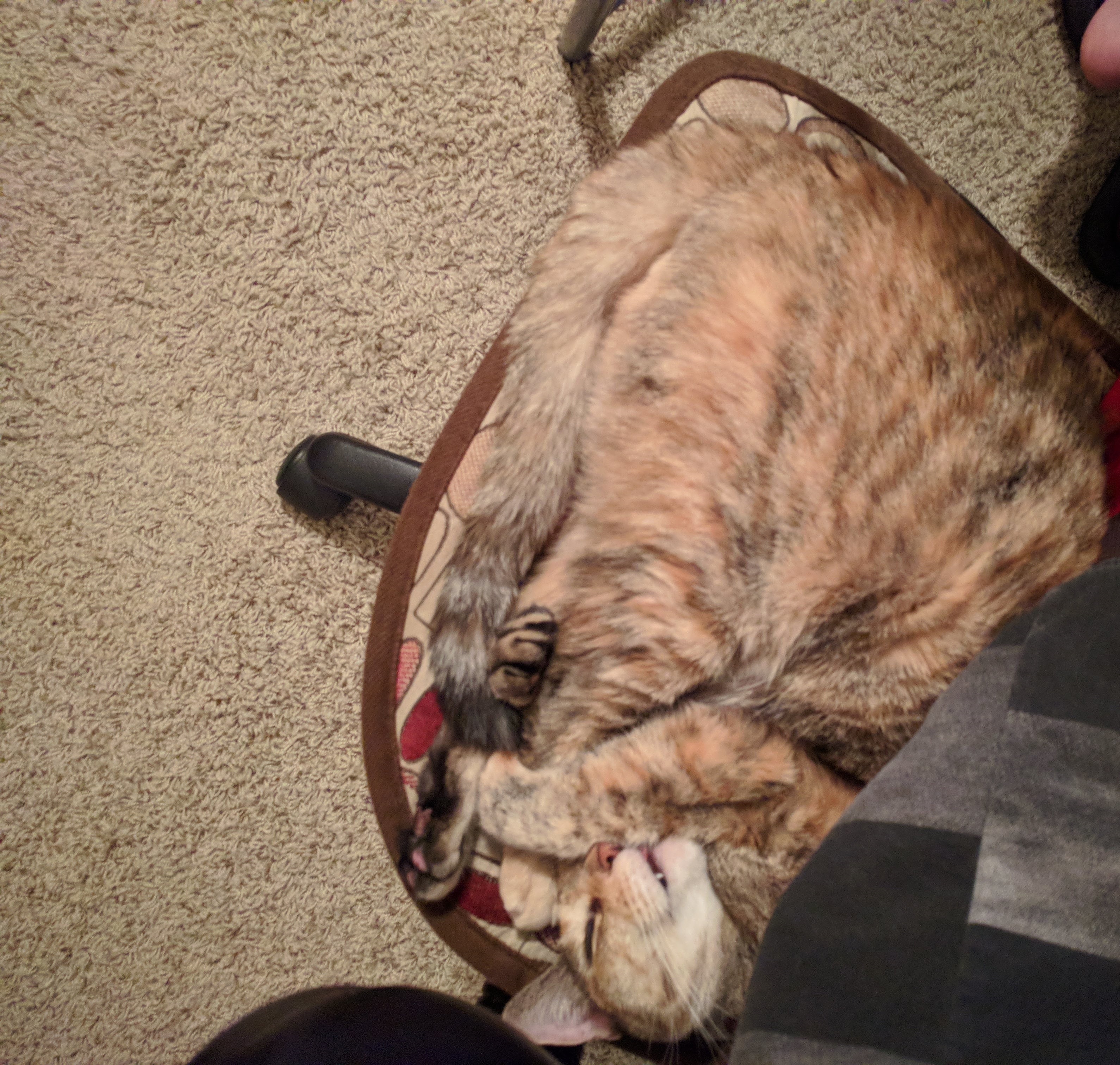 A cat, named Biscuit helping me code